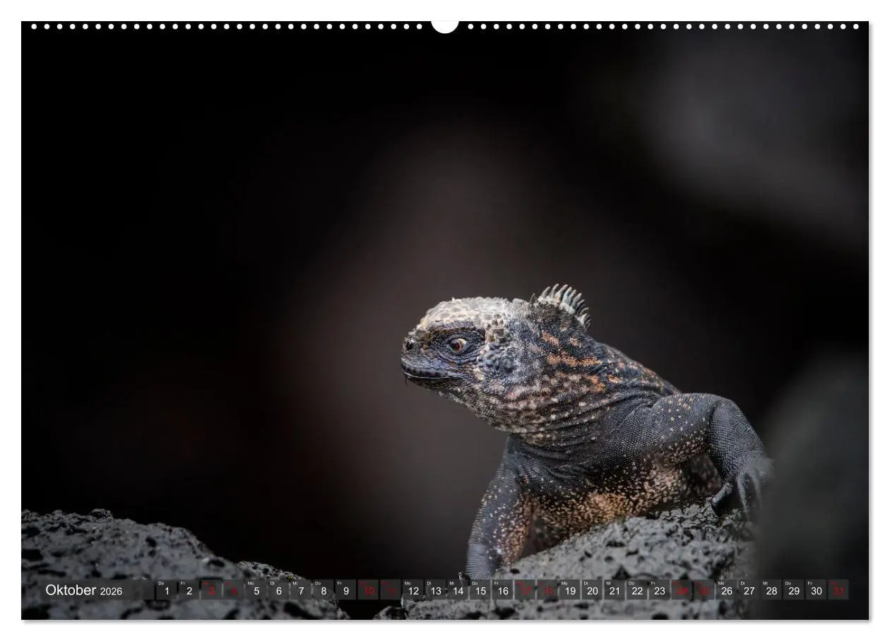 Bild: 9783457592342 | Die faszinierende Tierwelt der Galapagos-Inseln (Wandkalender 2026...