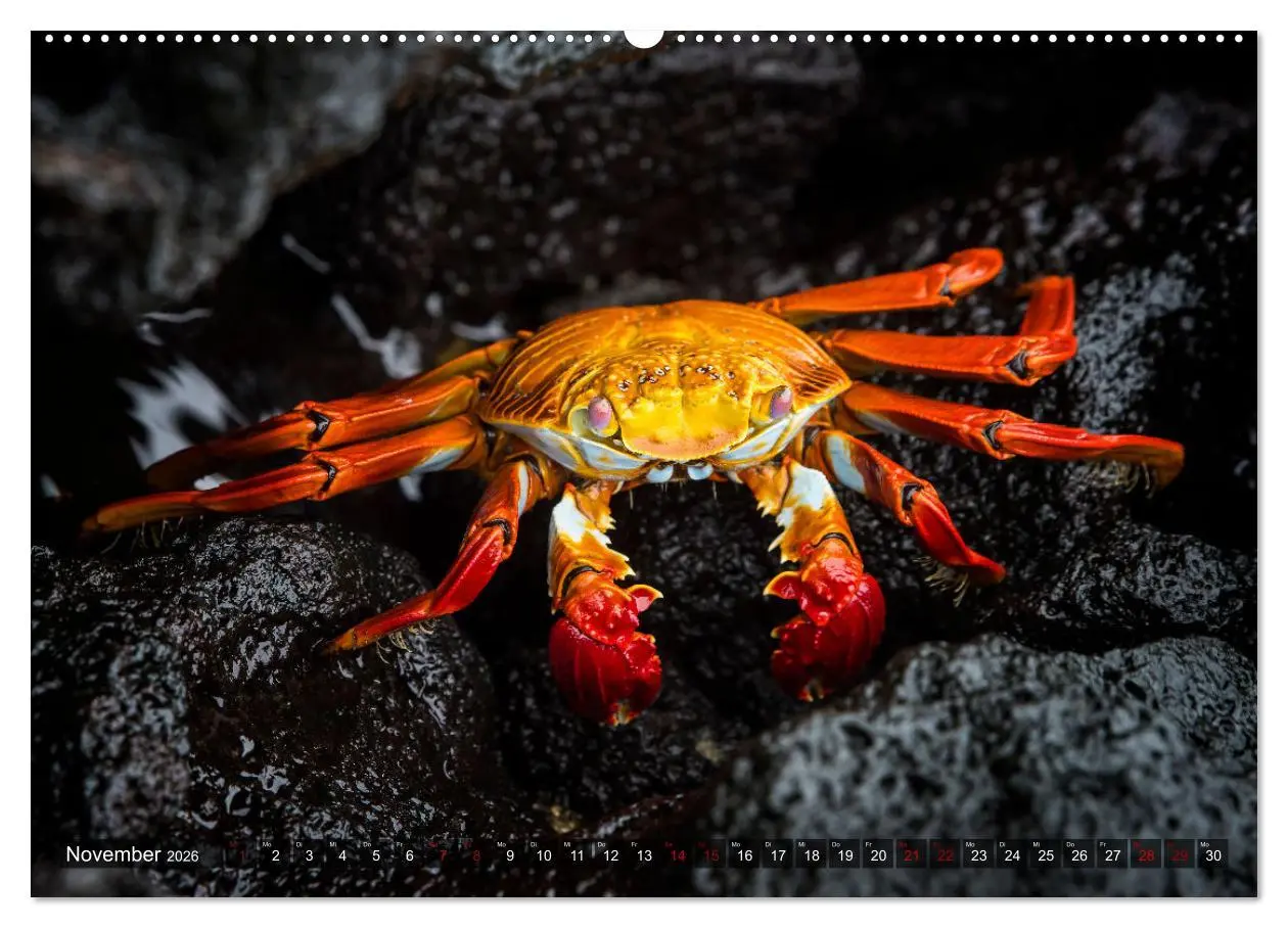Bild: 9783457592342 | Die faszinierende Tierwelt der Galapagos-Inseln (Wandkalender 2026...