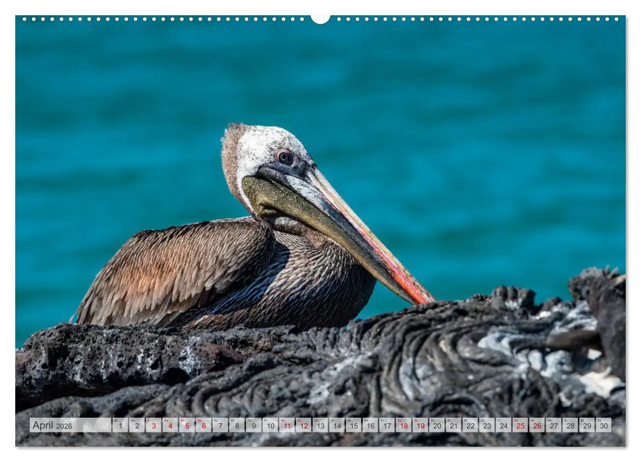 Bild: 9783457592342 | Die faszinierende Tierwelt der Galapagos-Inseln (Wandkalender 2026...