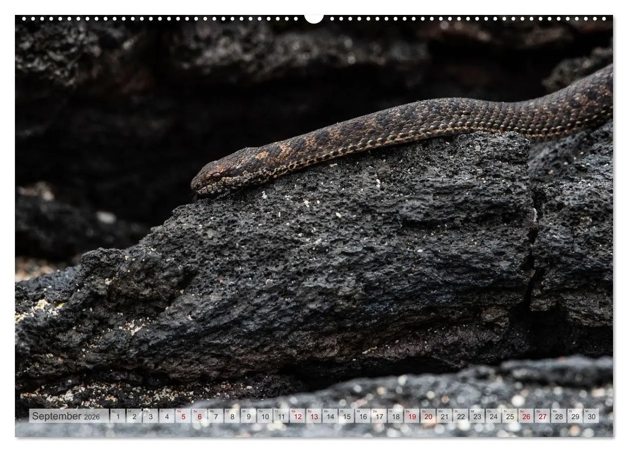 Bild: 9783457592342 | Die faszinierende Tierwelt der Galapagos-Inseln (Wandkalender 2026...