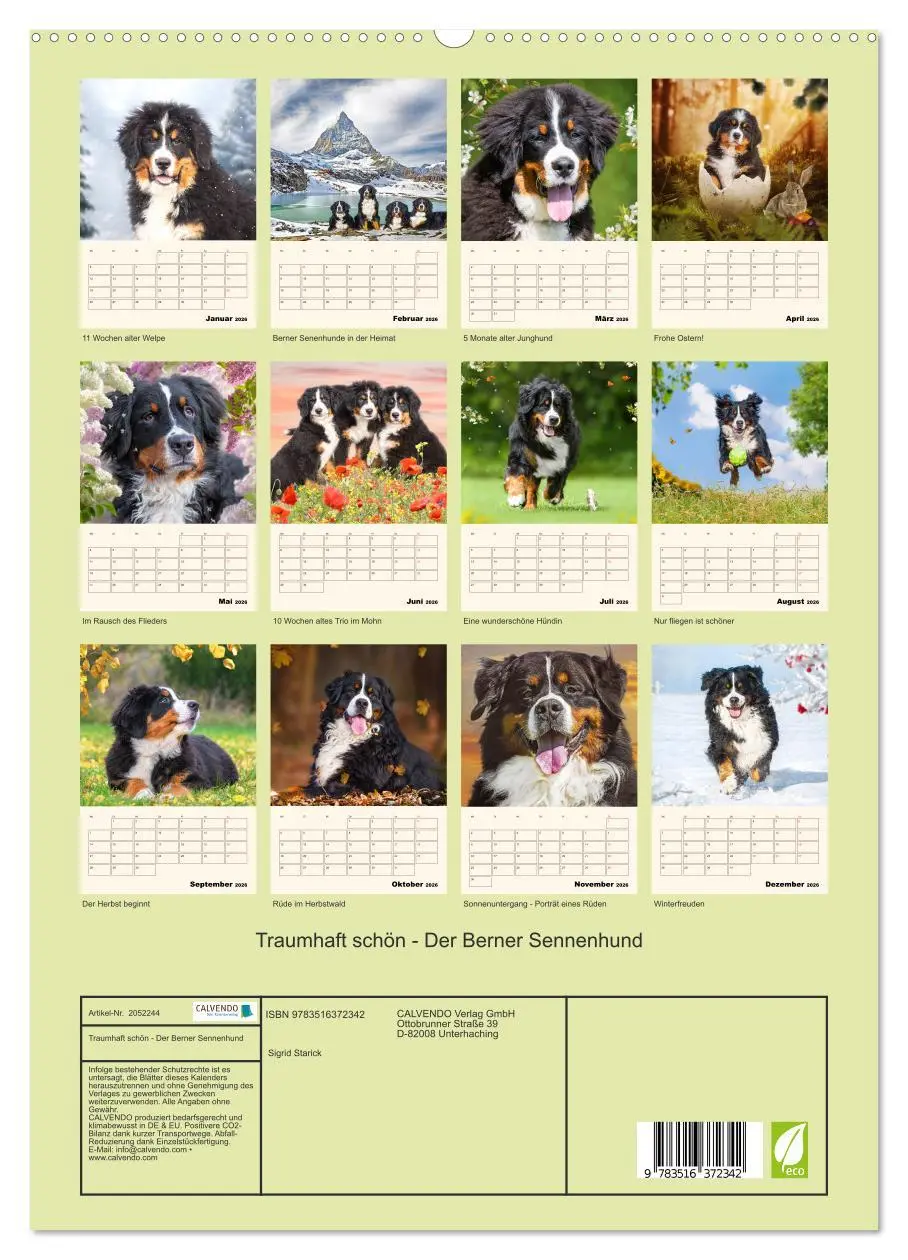 Bild: 9783516372342 | Traumhaft schön - Der Berner Sennenhund (hochwertiger Premium...