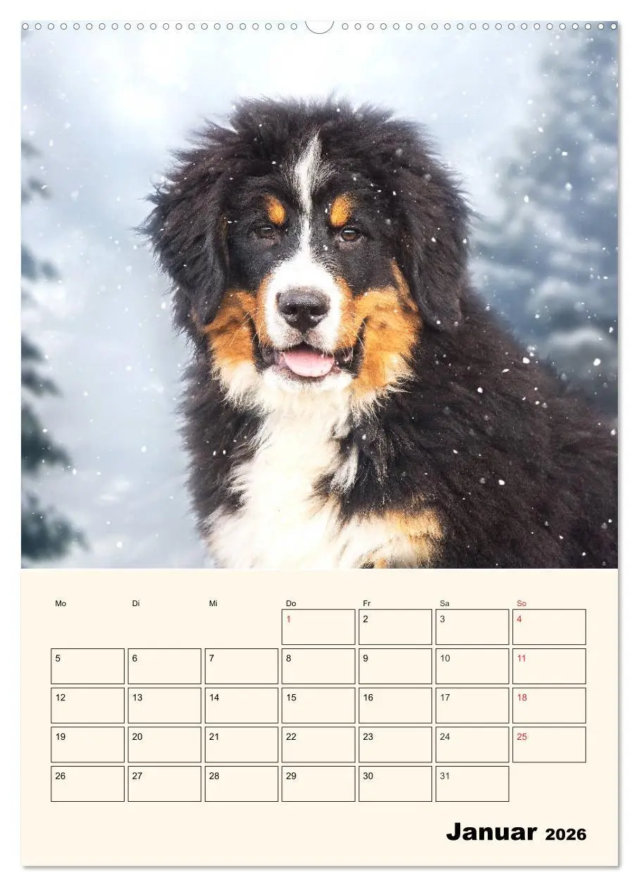Bild: 9783516372342 | Traumhaft schön - Der Berner Sennenhund (hochwertiger Premium...