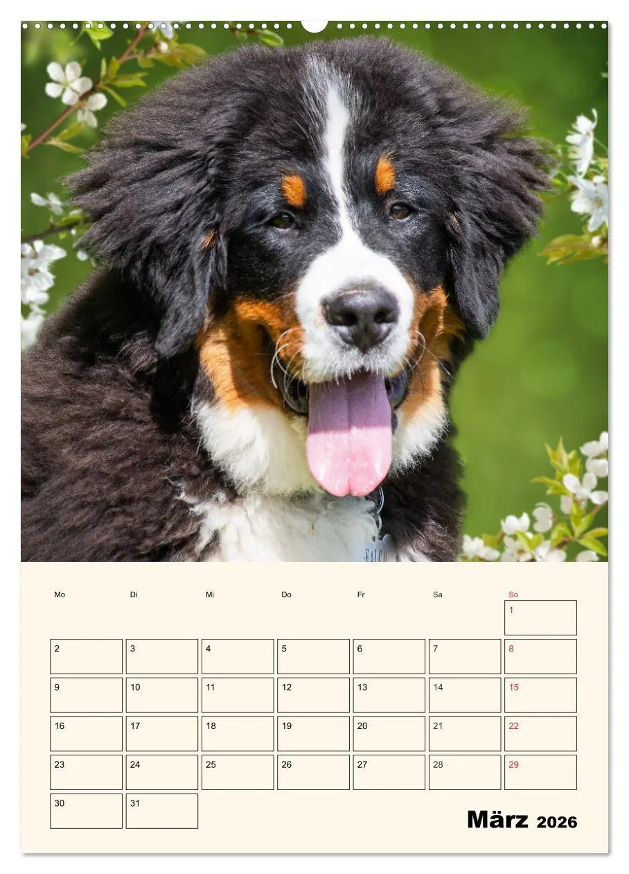 Bild: 9783516372342 | Traumhaft schön - Der Berner Sennenhund (hochwertiger Premium...