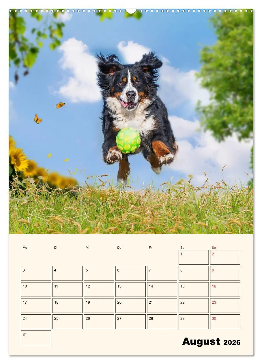 Bild: 9783516372342 | Traumhaft schön - Der Berner Sennenhund (hochwertiger Premium...