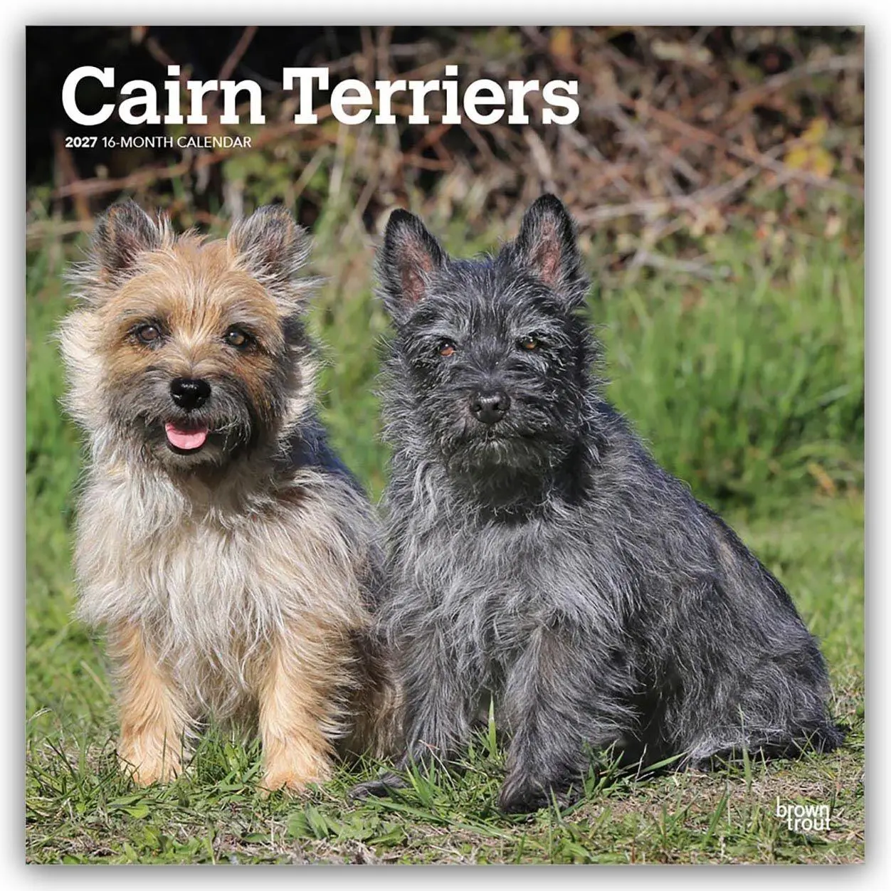 Cover: 9798330712342 | Cairn Terriers 2027 - 16-Monatskalender | Browntrout Publishers | 2027