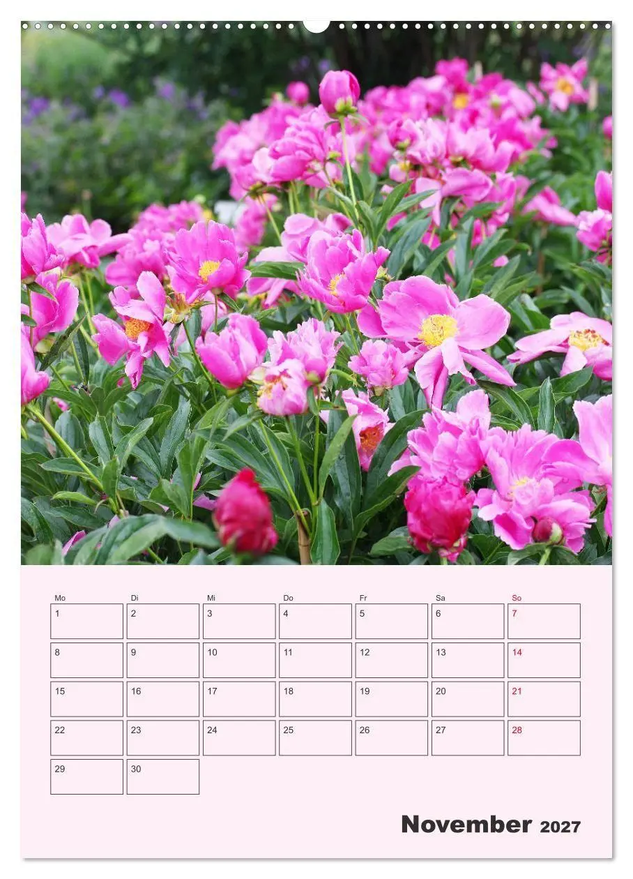 Bild: 9783569692442 | Pfingstrosen Rosen ohne Dornen (hochwertiger Premium Wandkalender...