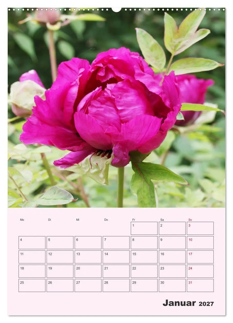 Bild: 9783569692442 | Pfingstrosen Rosen ohne Dornen (hochwertiger Premium Wandkalender...