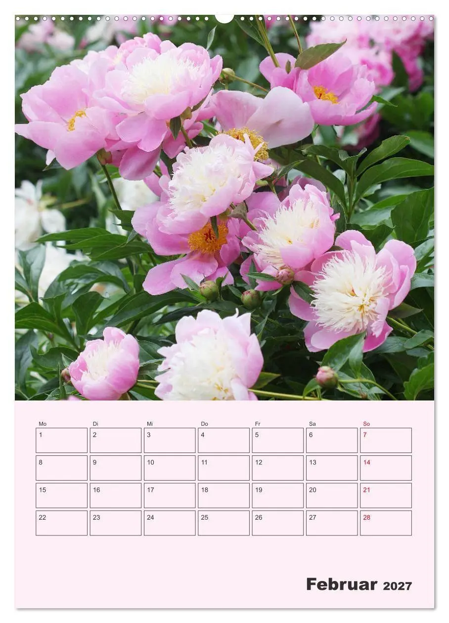 Bild: 9783569692442 | Pfingstrosen Rosen ohne Dornen (hochwertiger Premium Wandkalender...