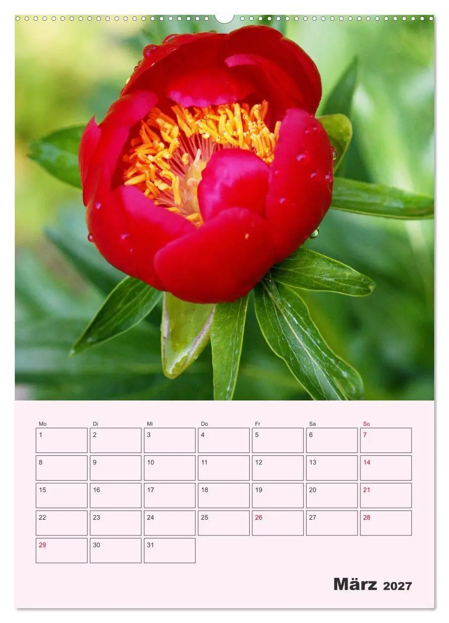 Bild: 9783569692442 | Pfingstrosen Rosen ohne Dornen (hochwertiger Premium Wandkalender...