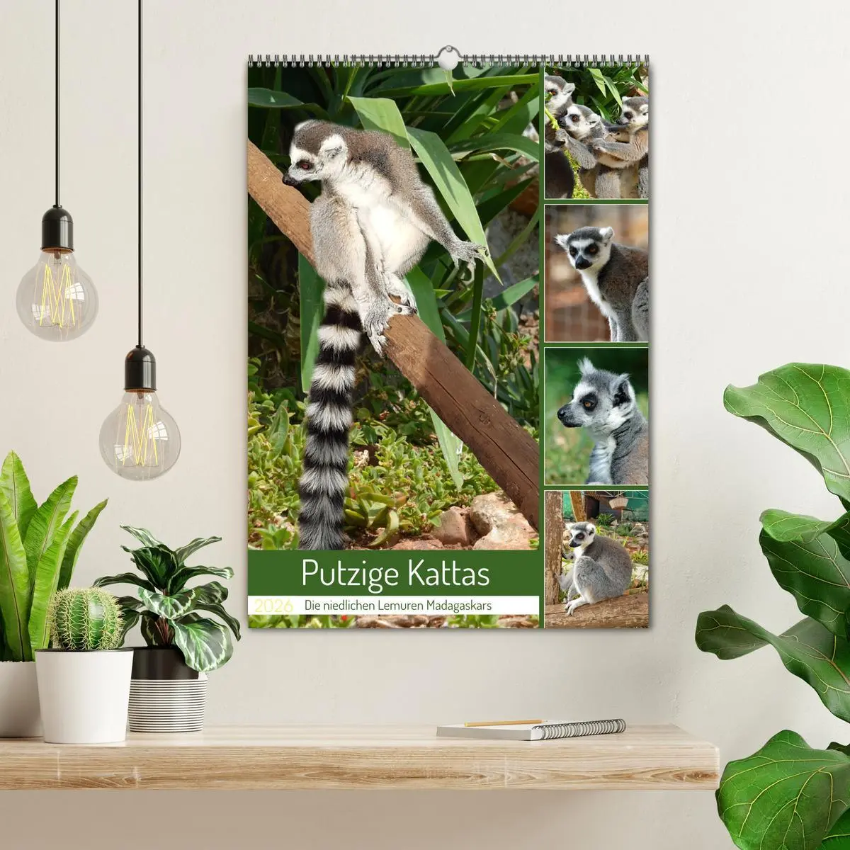 Bild: 9783516342642 | Putzige Kattas (Wandkalender 2026 DIN A2 hoch), CALVENDO...