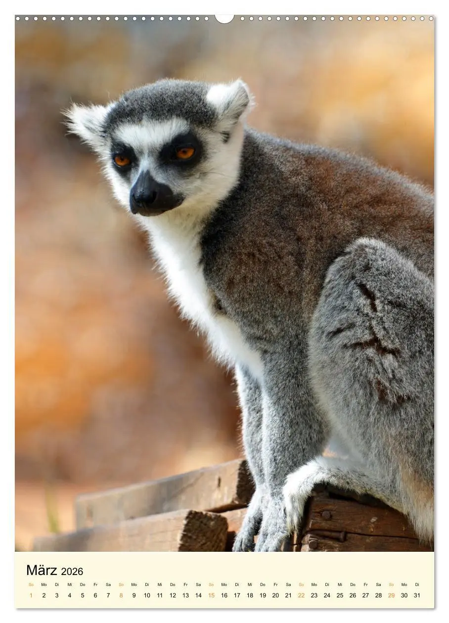 Bild: 9783516342642 | Putzige Kattas (Wandkalender 2026 DIN A2 hoch), CALVENDO...
