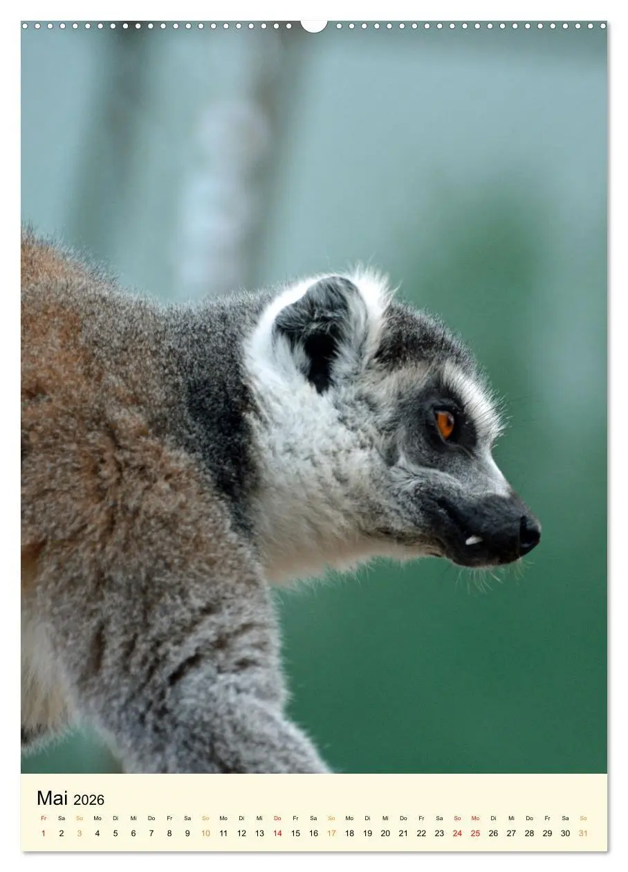 Bild: 9783516342642 | Putzige Kattas (Wandkalender 2026 DIN A2 hoch), CALVENDO...