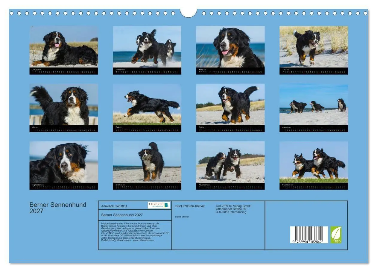 Bild: 9783594182642 | Berner Sennenhund 2027 (Wandkalender 2027 DIN A3 quer), CALVENDO...
