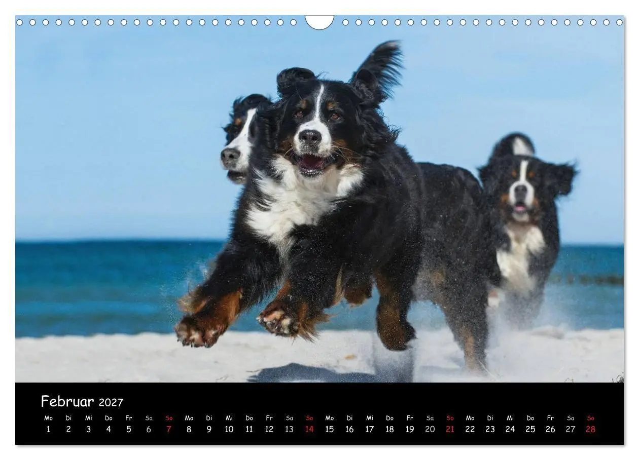 Bild: 9783594182642 | Berner Sennenhund 2027 (Wandkalender 2027 DIN A3 quer), CALVENDO...