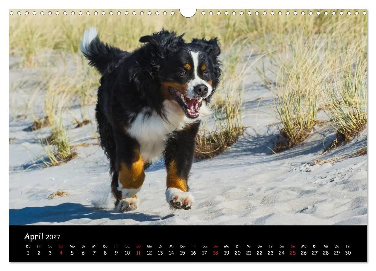 Bild: 9783594182642 | Berner Sennenhund 2027 (Wandkalender 2027 DIN A3 quer), CALVENDO...