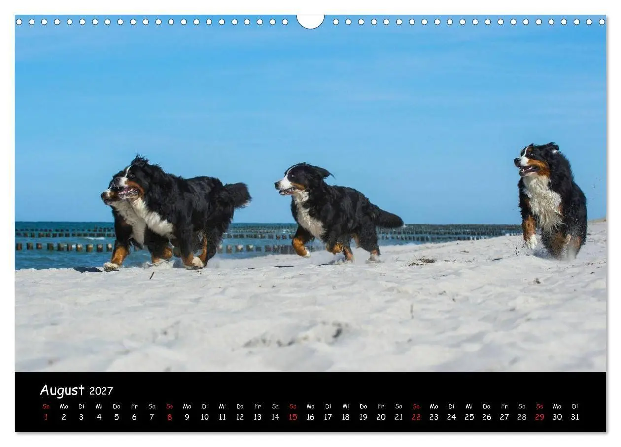 Bild: 9783594182642 | Berner Sennenhund 2027 (Wandkalender 2027 DIN A3 quer), CALVENDO...