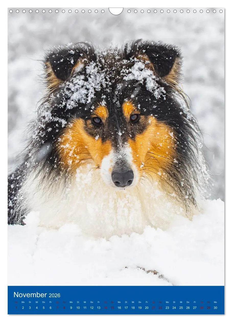 Bild: 9783516332742 | Traumhund Collie - Glück auf vier Pfoten (Wandkalender 2026 DIN A3...