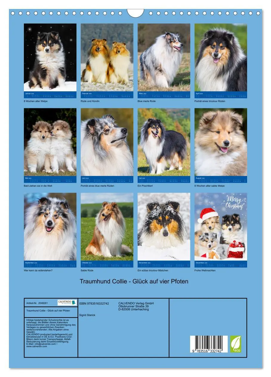 Bild: 9783516332742 | Traumhund Collie - Glück auf vier Pfoten (Wandkalender 2026 DIN A3...