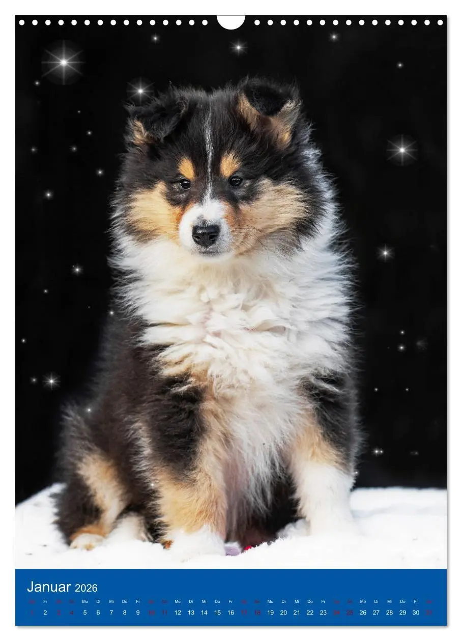 Bild: 9783516332742 | Traumhund Collie - Glück auf vier Pfoten (Wandkalender 2026 DIN A3...