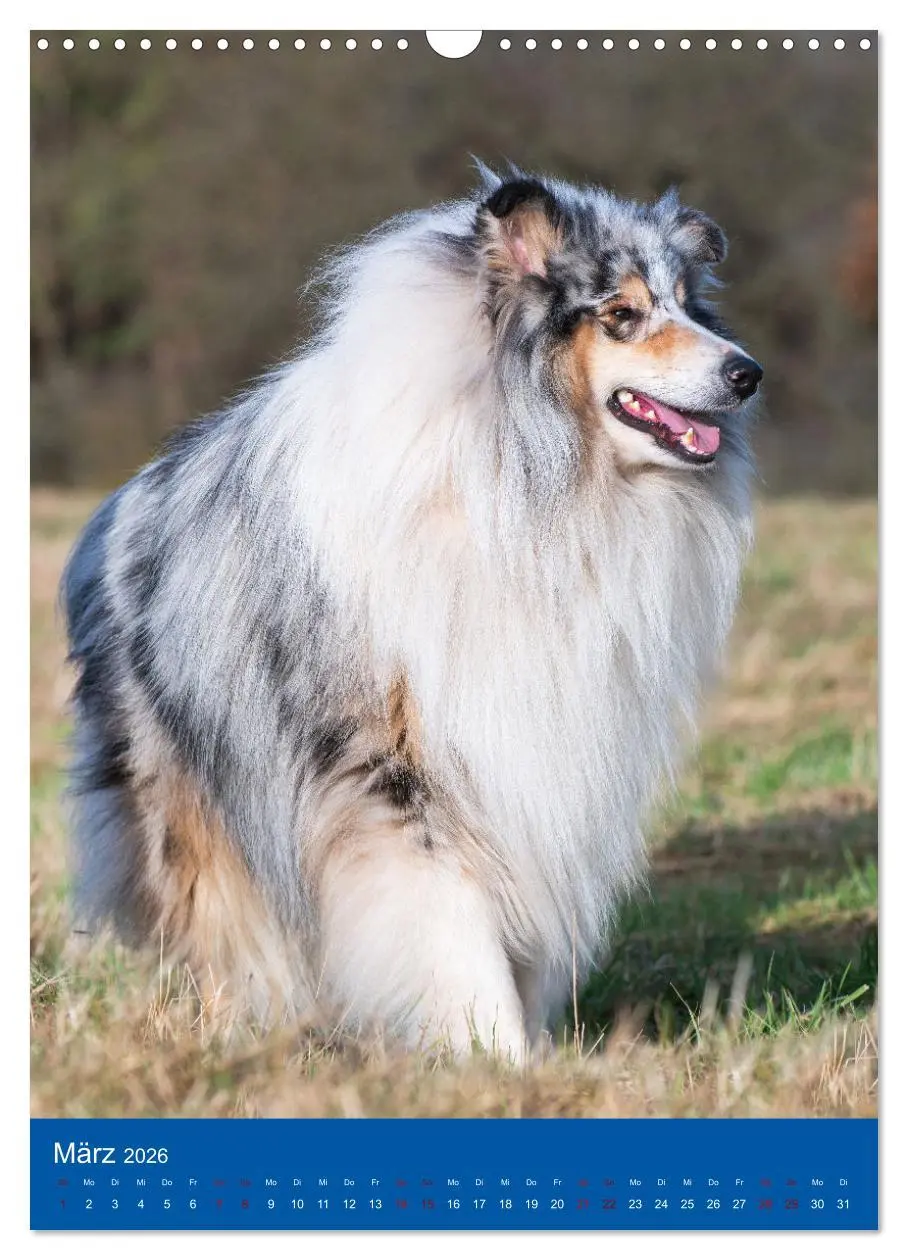 Bild: 9783516332742 | Traumhund Collie - Glück auf vier Pfoten (Wandkalender 2026 DIN A3...