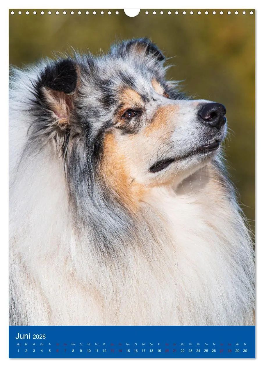 Bild: 9783516332742 | Traumhund Collie - Glück auf vier Pfoten (Wandkalender 2026 DIN A3...