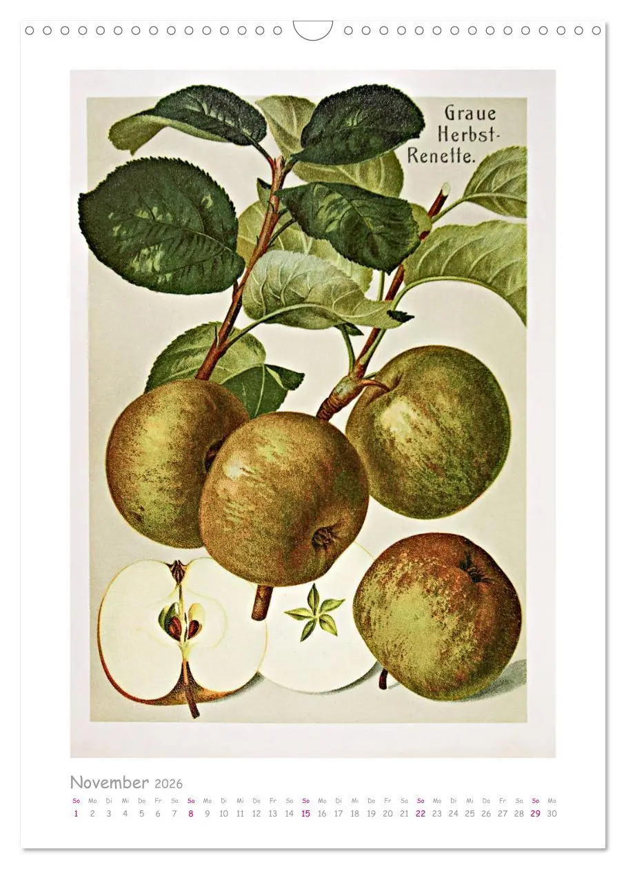 Bild: 9783516402742 | Äpfel/Appels. Alte ostfriesische Sorten (Wandkalender 2026 DIN A3...