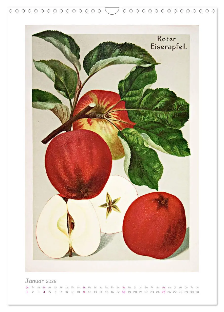 Bild: 9783516402742 | Äpfel/Appels. Alte ostfriesische Sorten (Wandkalender 2026 DIN A3...
