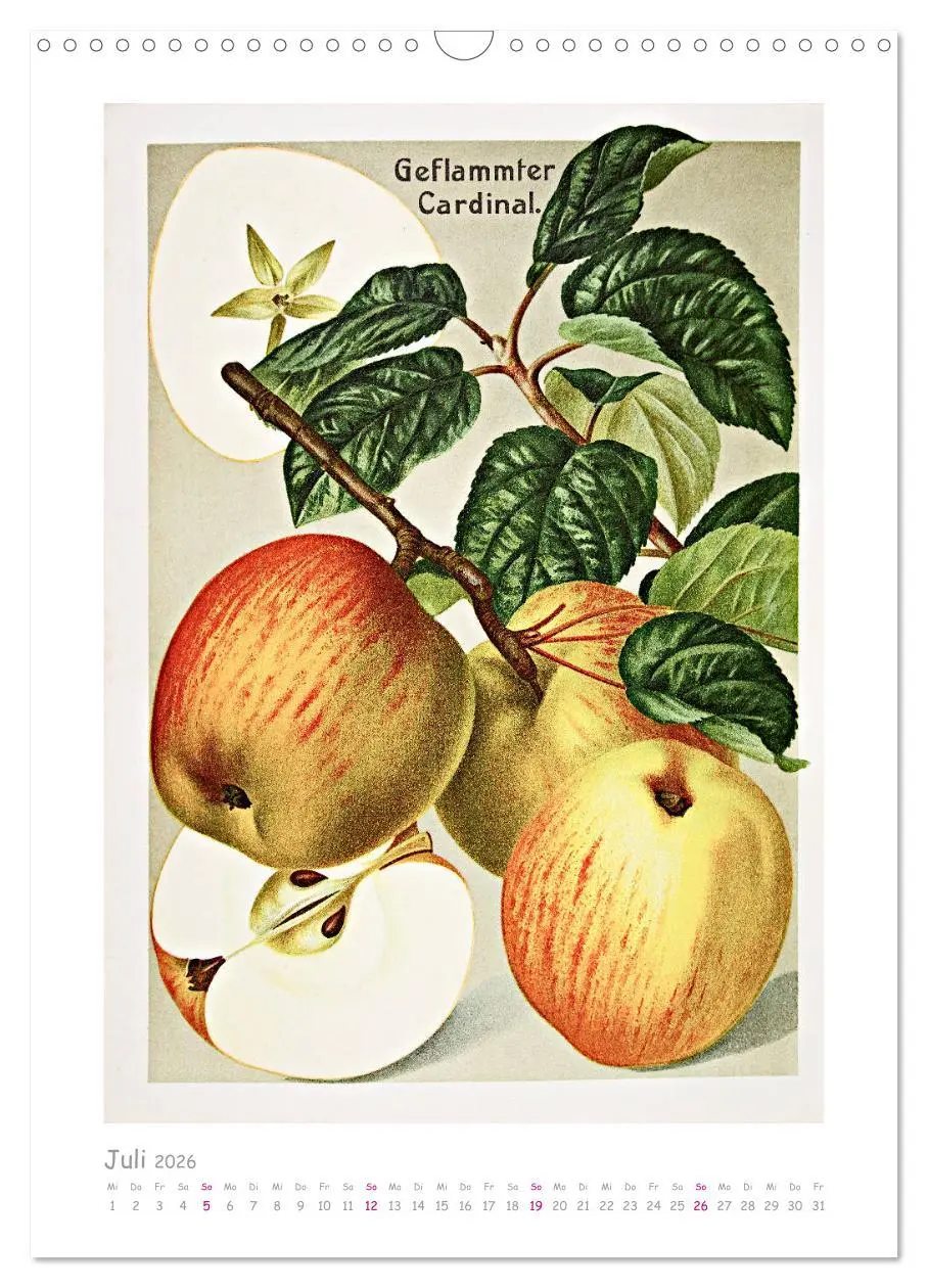 Bild: 9783516402742 | Äpfel/Appels. Alte ostfriesische Sorten (Wandkalender 2026 DIN A3...