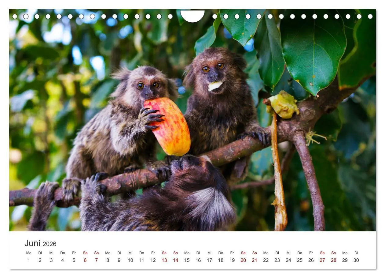 Bild: 9783457612842 | Brasilien - Karnevale, Fußball und Regenwälder. (Wandkalender 2026...