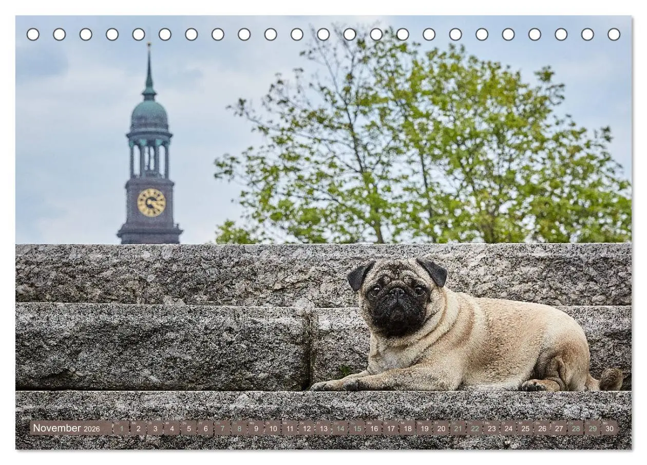 Bild: 9783457852842 | Hamburg - Stadt der Möpse (Tischkalender 2026 DIN A5 quer),...