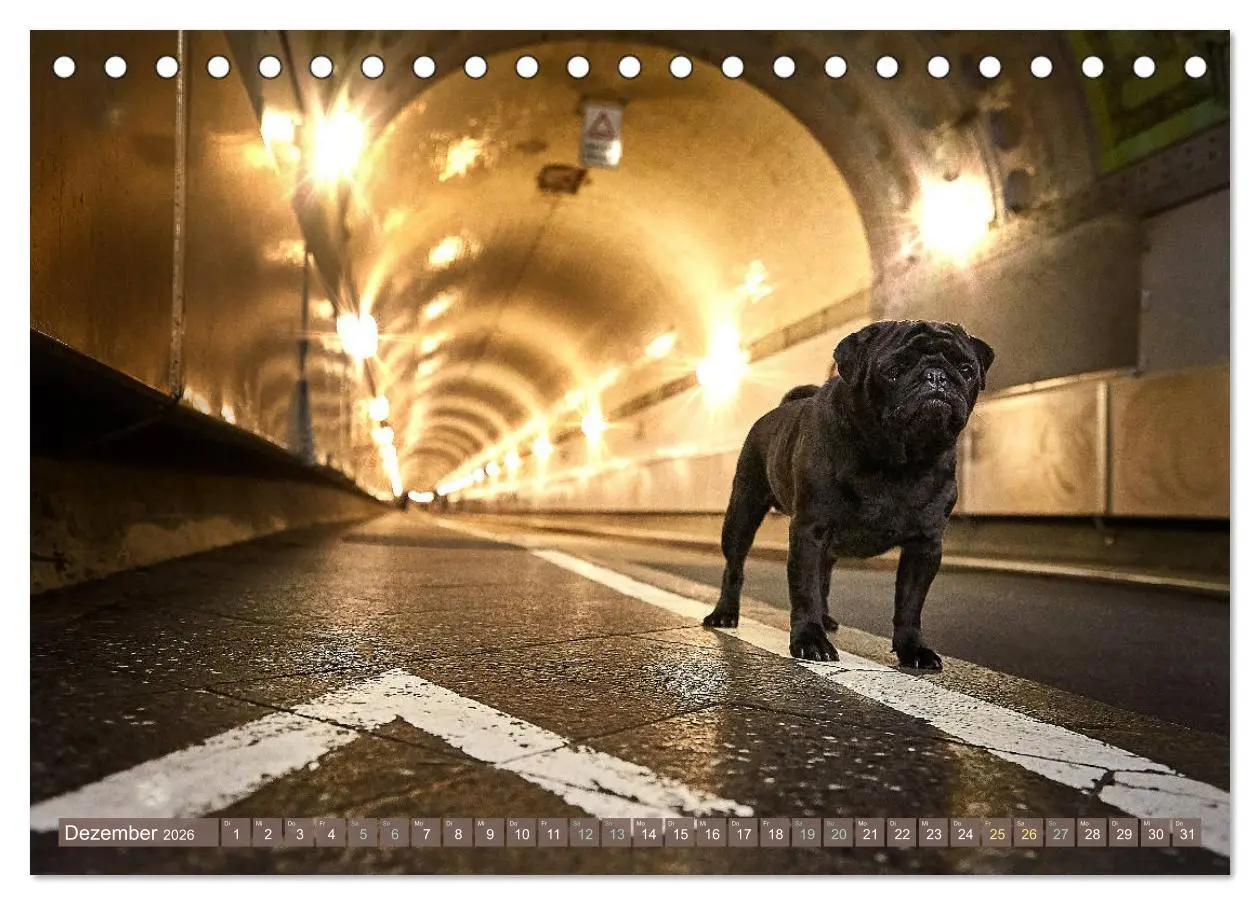 Bild: 9783457852842 | Hamburg - Stadt der Möpse (Tischkalender 2026 DIN A5 quer),...