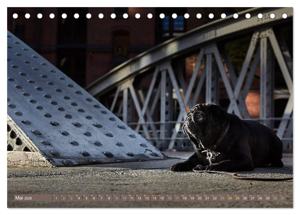 Bild: 9783457852842 | Hamburg - Stadt der Möpse (Tischkalender 2026 DIN A5 quer),...
