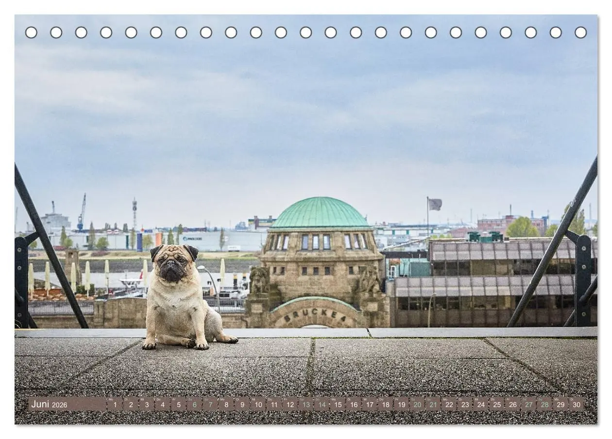Bild: 9783457852842 | Hamburg - Stadt der Möpse (Tischkalender 2026 DIN A5 quer),...