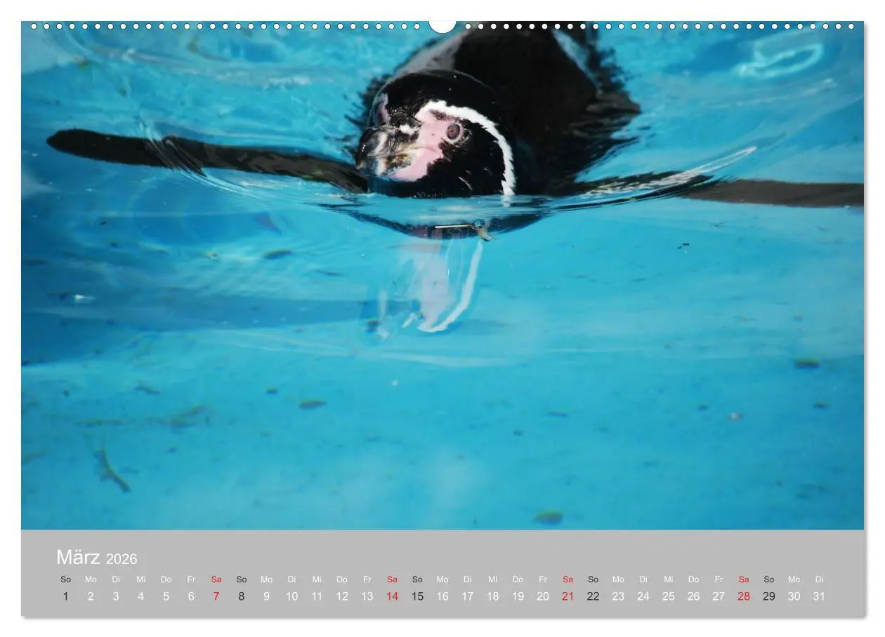 Bild: 9783516182842 | Pinguine 2026 (hochwertiger Premium Wandkalender 2026 DIN A2 quer),...