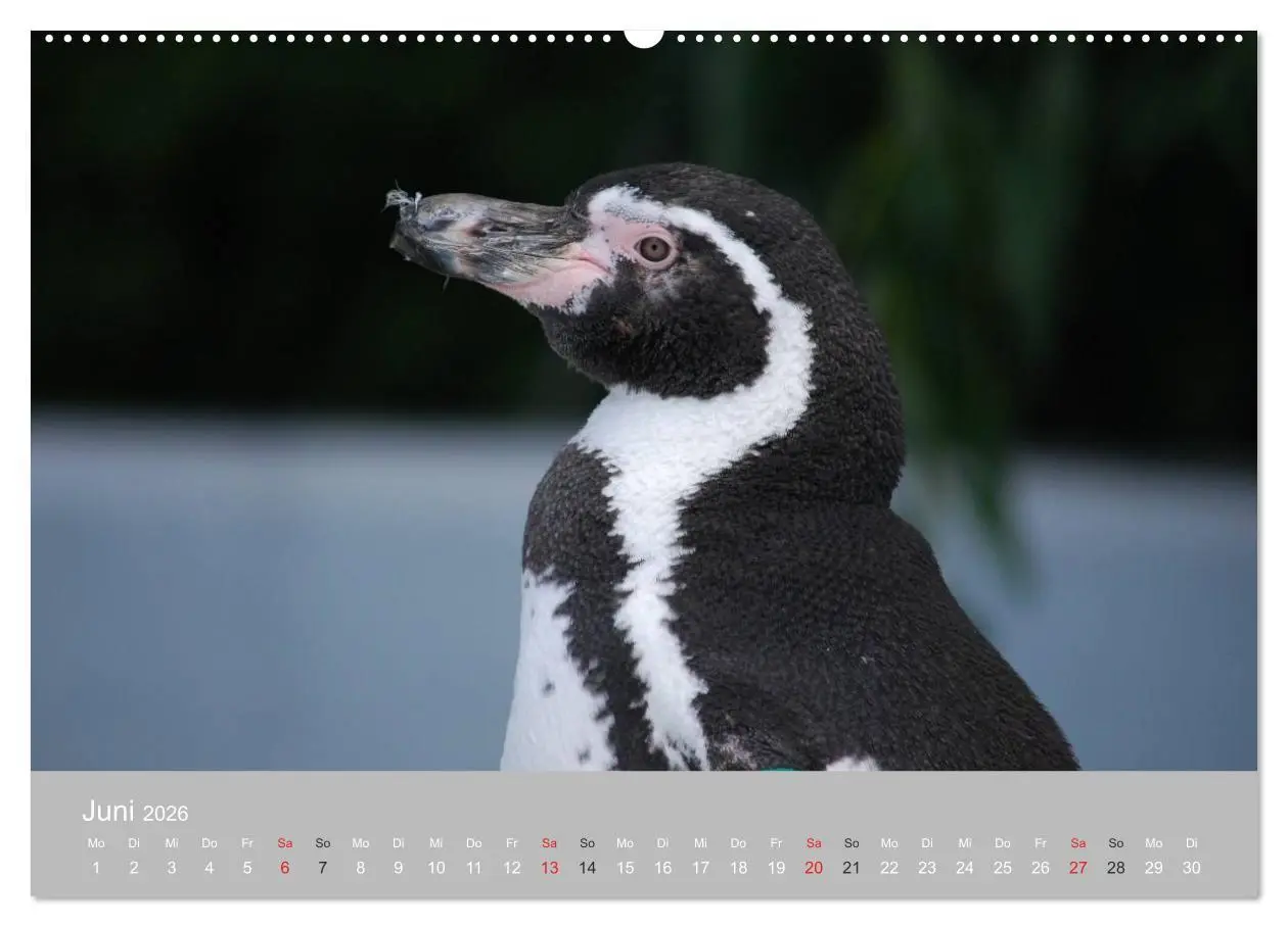 Bild: 9783516182842 | Pinguine 2026 (hochwertiger Premium Wandkalender 2026 DIN A2 quer),...