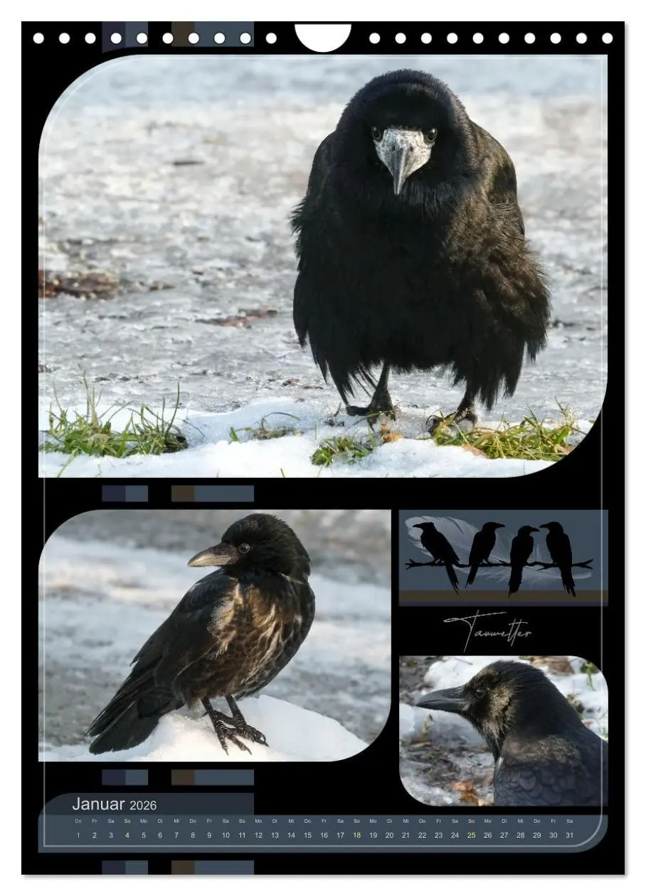Bild: 9783457283042 | Krähen - Im Wandel der Jahreszeiten (Wandkalender 2026 DIN A4...