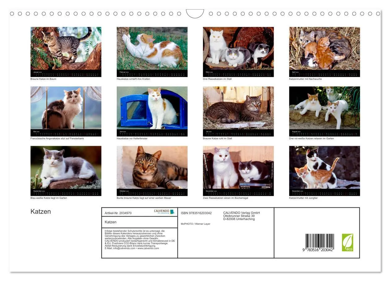 Bild: 9783516203042 | Katzen (Wandkalender 2026 DIN A3 quer), CALVENDO Monatskalender | 2026