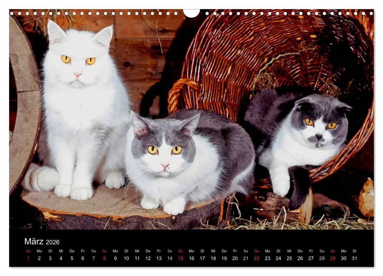Bild: 9783516203042 | Katzen (Wandkalender 2026 DIN A3 quer), CALVENDO Monatskalender | 2026