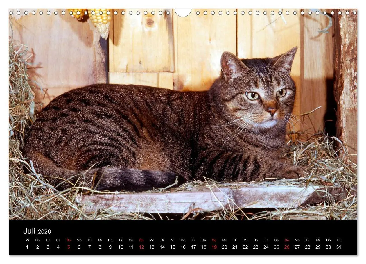 Bild: 9783516203042 | Katzen (Wandkalender 2026 DIN A3 quer), CALVENDO Monatskalender | 2026
