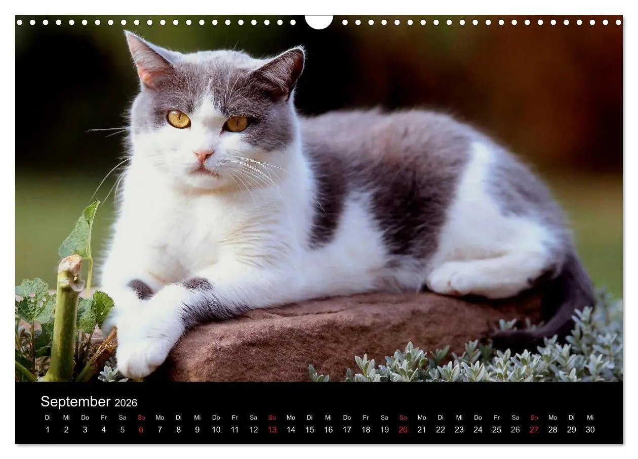 Bild: 9783516203042 | Katzen (Wandkalender 2026 DIN A3 quer), CALVENDO Monatskalender | 2026