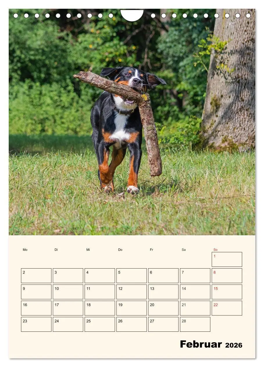 Bild: 9783516373042 | Appenzeller Sennenhund - Mit Plan durch das Jahr (Wandkalender 2026...