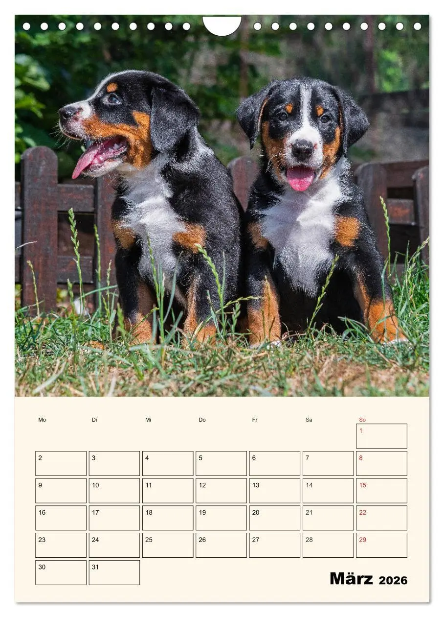 Bild: 9783516373042 | Appenzeller Sennenhund - Mit Plan durch das Jahr (Wandkalender 2026...