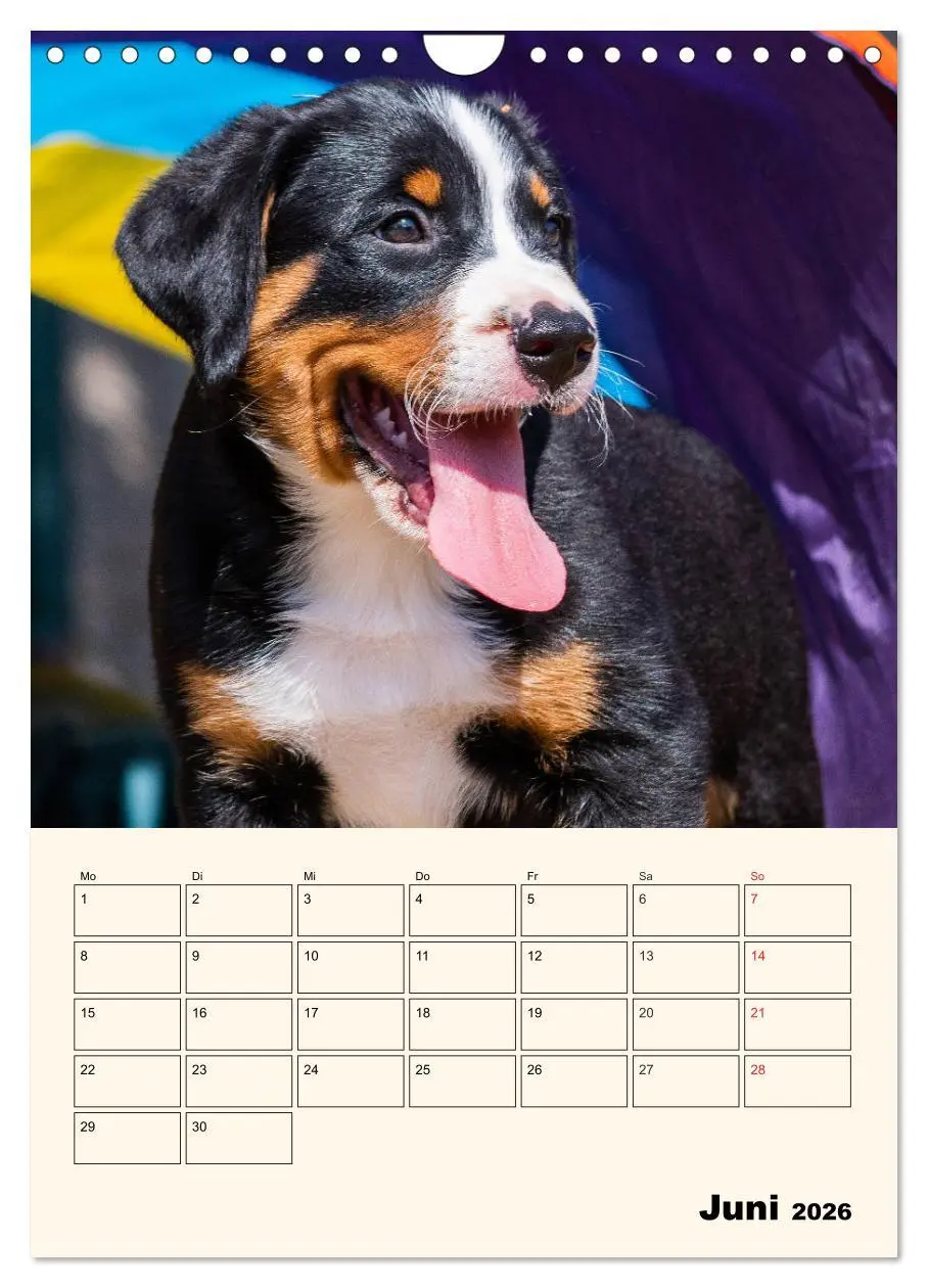 Bild: 9783516373042 | Appenzeller Sennenhund - Mit Plan durch das Jahr (Wandkalender 2026...