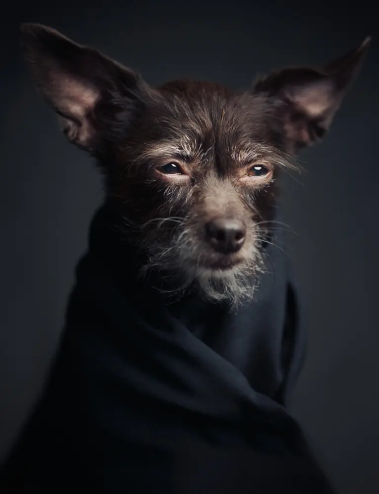Bild: 9783961713042 | The Dogs | Vincent Lagrange (u. a.) | Buch | 176 S. | Deutsch | 2020