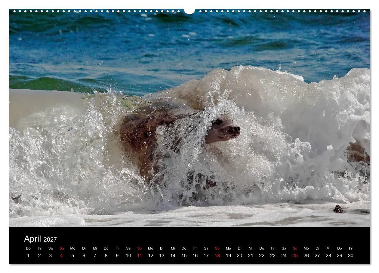 Bild: 9783594023242 | Faszination Kegelrobben und Seehunde 2027 (Wandkalender 2027 DIN A2...