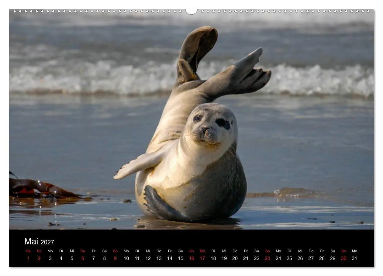 Bild: 9783594023242 | Faszination Kegelrobben und Seehunde 2027 (Wandkalender 2027 DIN A2...
