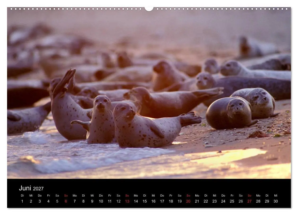 Bild: 9783594023242 | Faszination Kegelrobben und Seehunde 2027 (Wandkalender 2027 DIN A2...