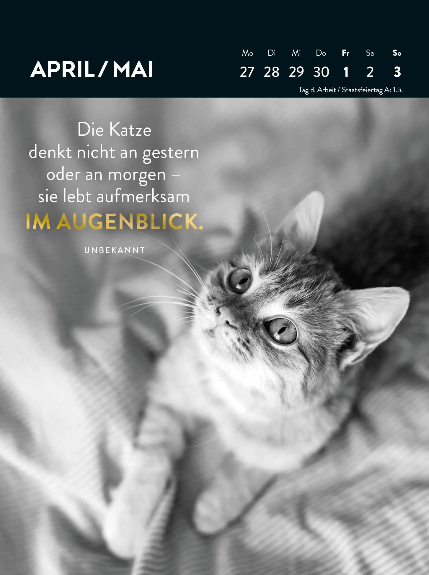Bild: 4036442013342 | Wochenkalender 2026: Goldene Katzenweisheiten für jeden Tag | Verlag