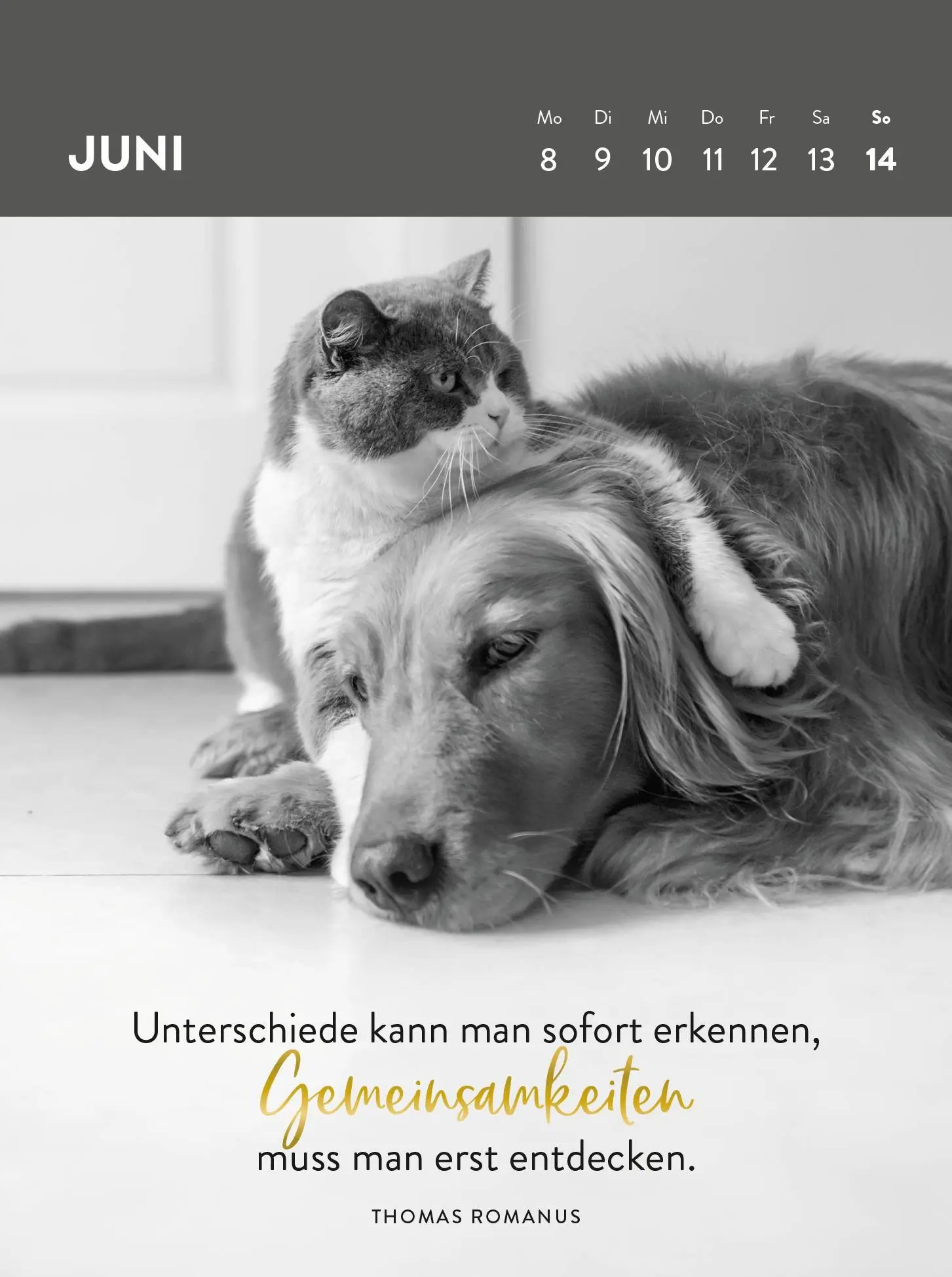 Bild: 4036442013342 | Wochenkalender 2026: Goldene Katzenweisheiten für jeden Tag | Verlag