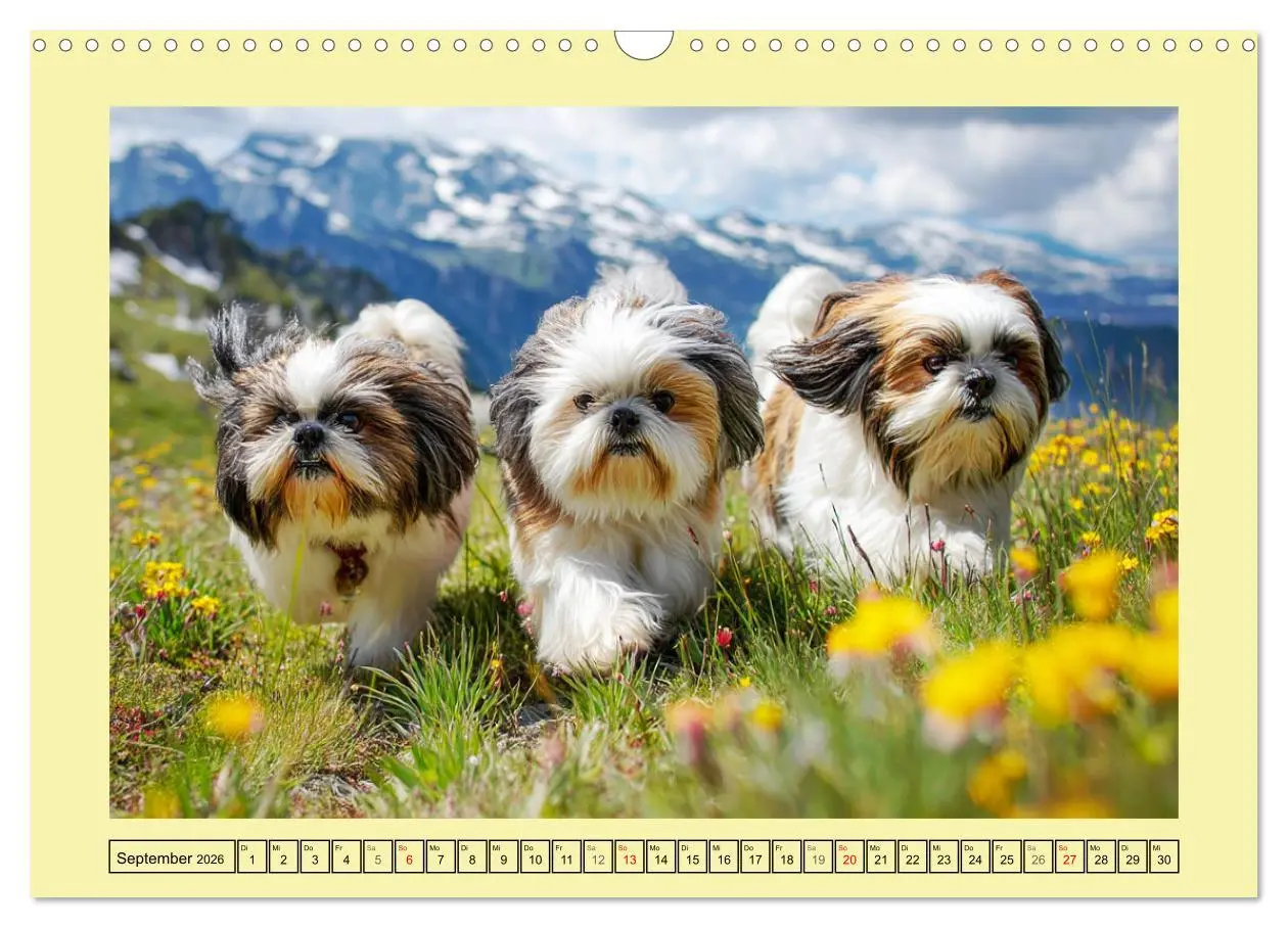Bild: 9783457943342 | Shih Tzu Glück. Zauberhafte Hunde im alpinen Wanderglück...